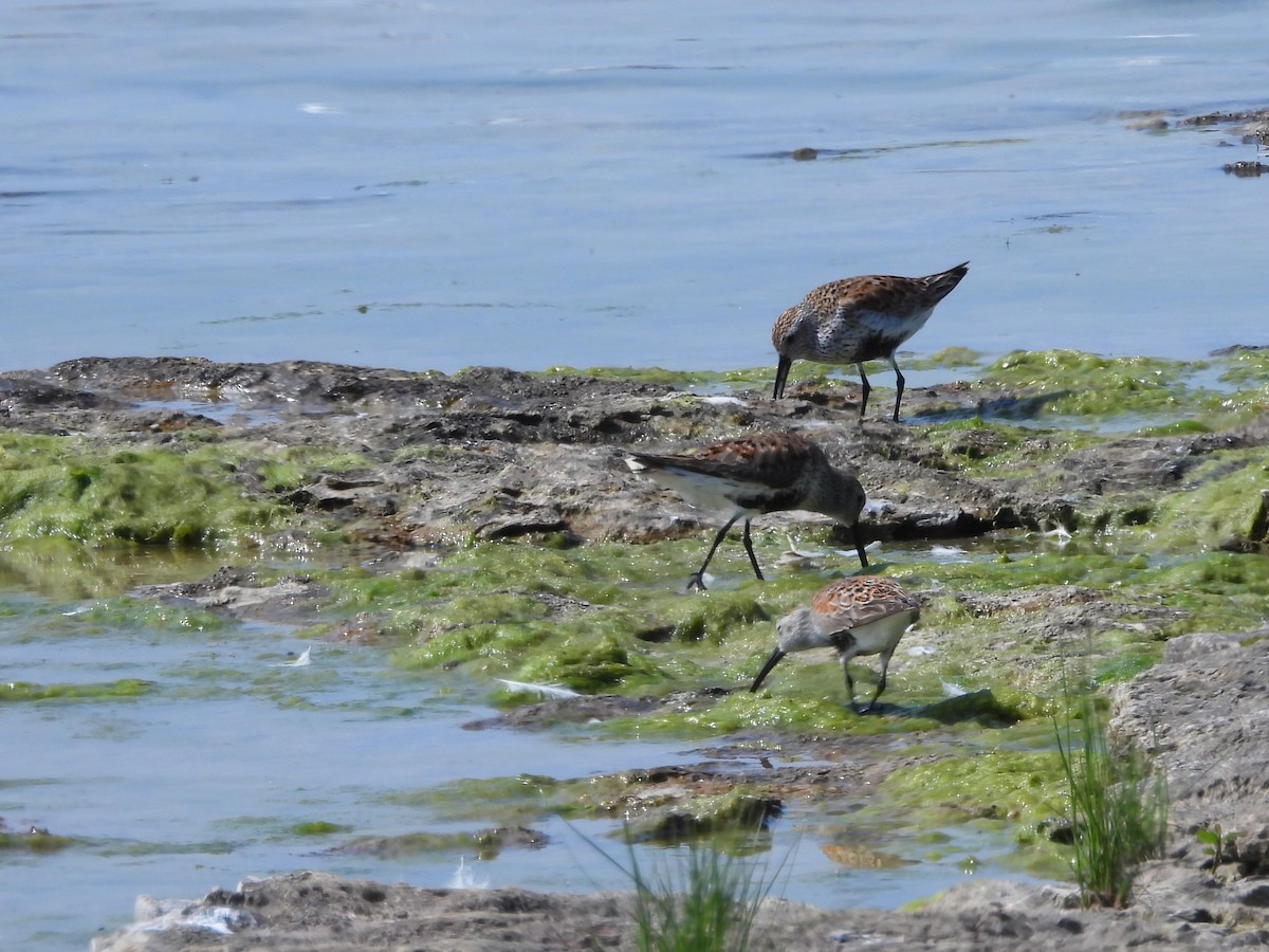 Dunlin - ML619401040