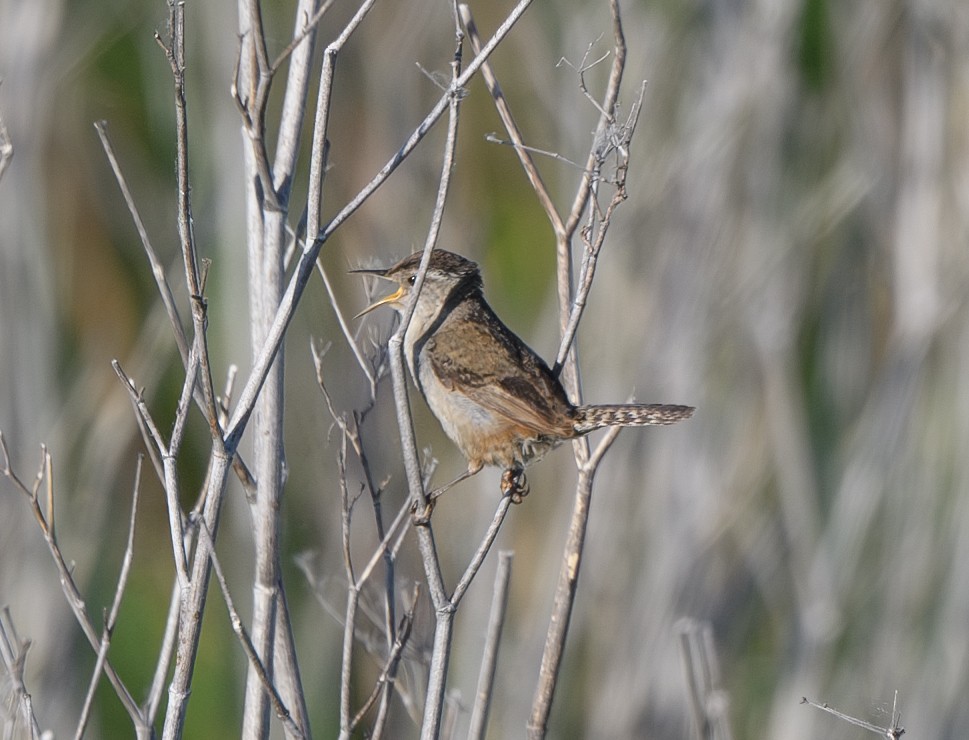 Marsh Wren - ML619401043