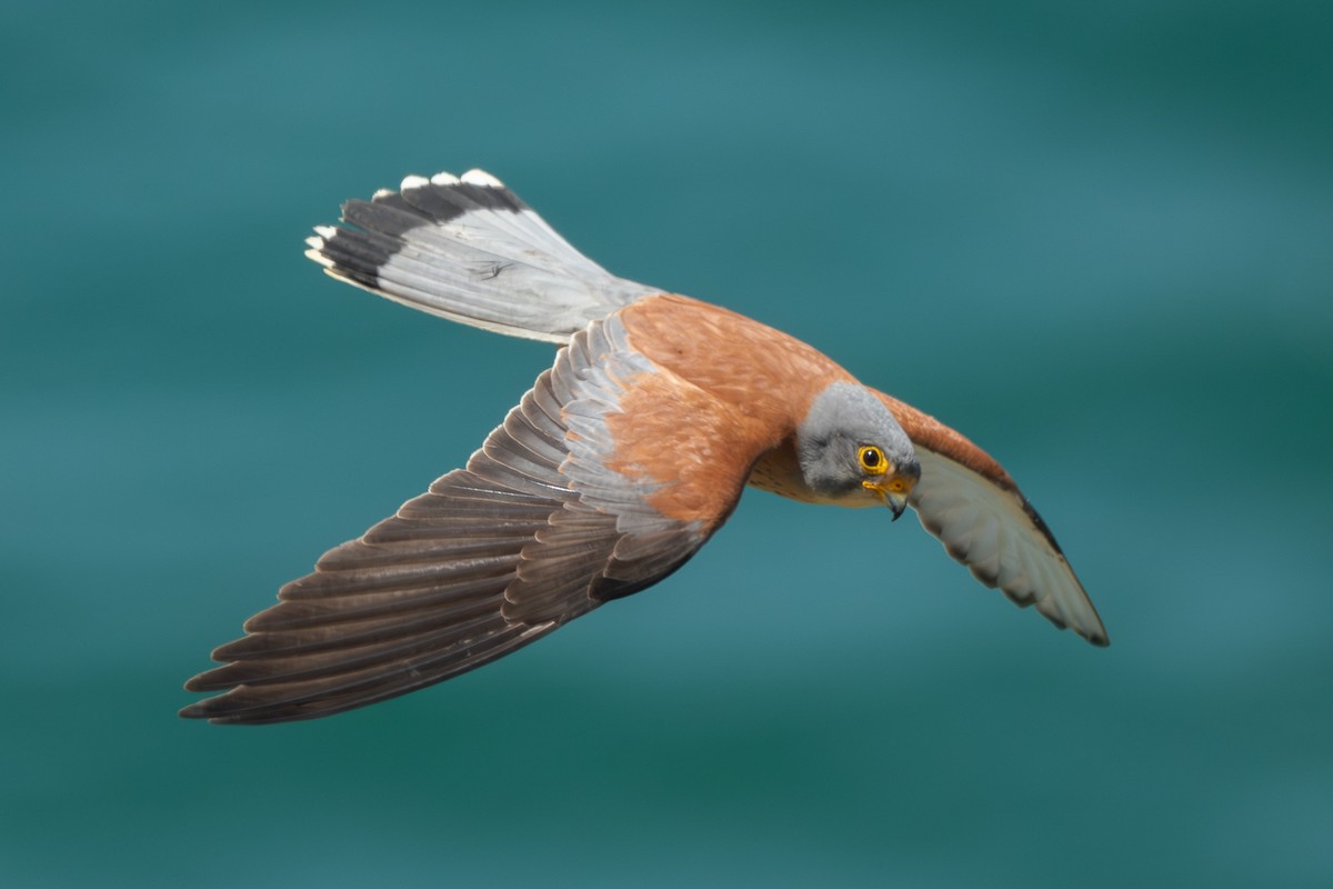 Lesser Kestrel - Omer Toy