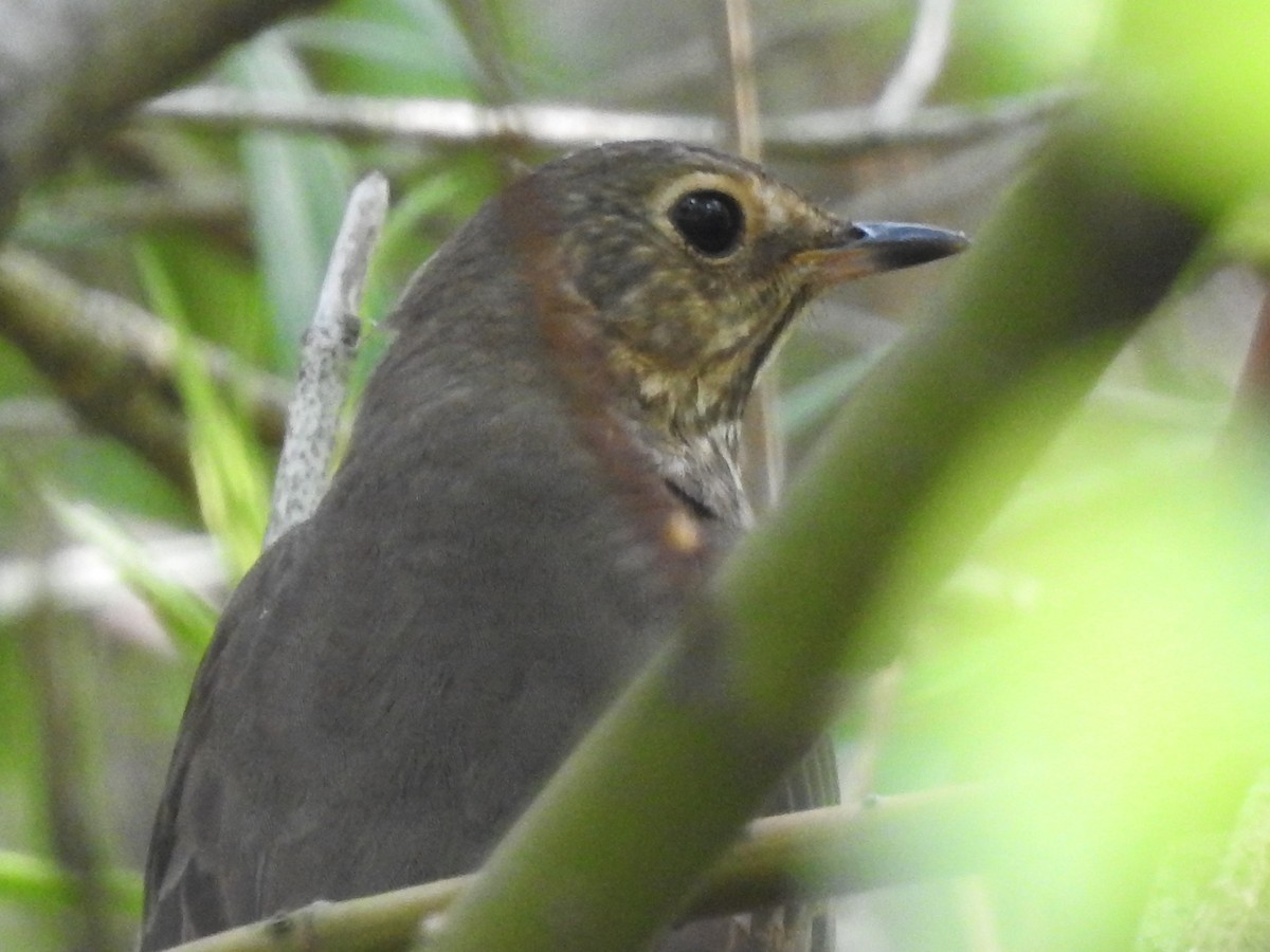 Swainson's Thrush - ML619401049