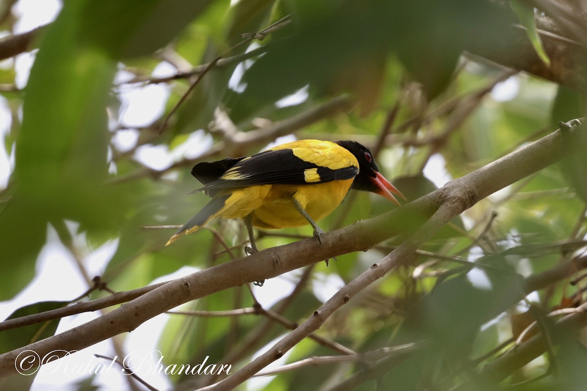 Black-hooded Oriole - Rahul Bhandari