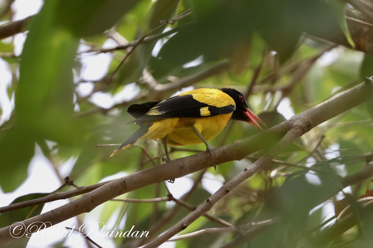 Black-hooded Oriole - Rahul Bhandari