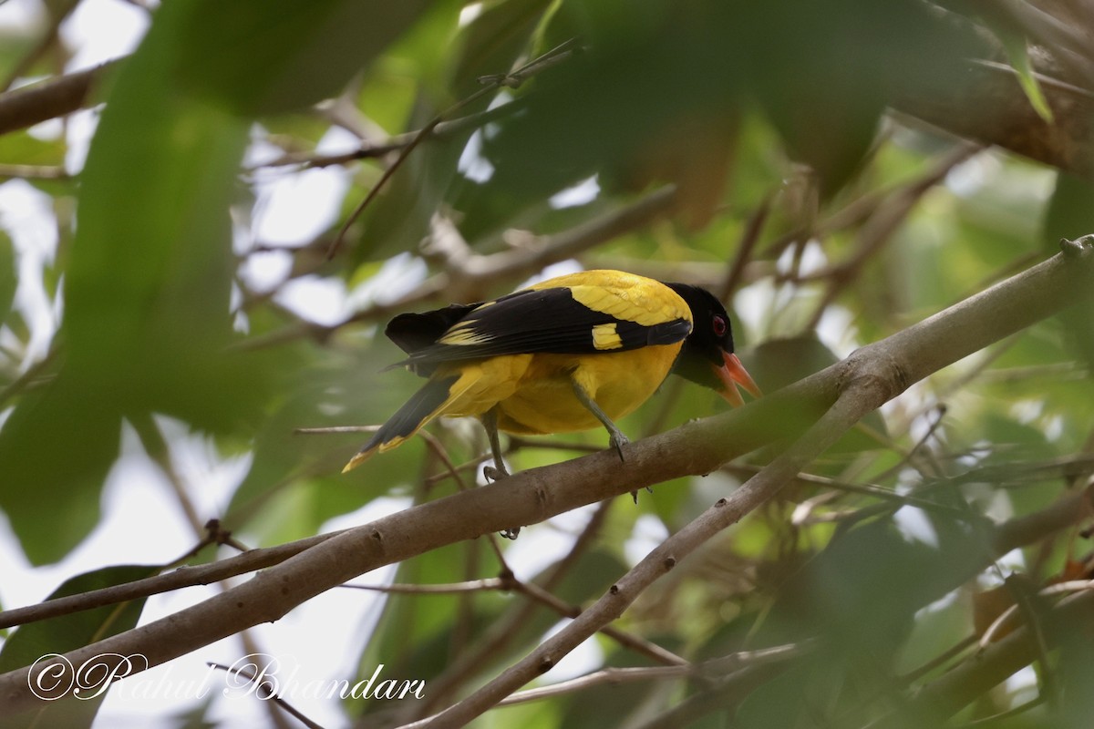 Black-hooded Oriole - Rahul Bhandari