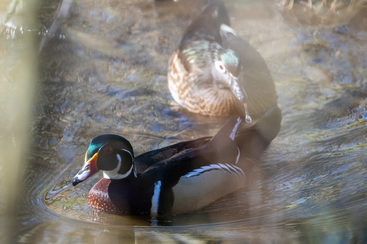 Wood Duck - Murthy Putrevu