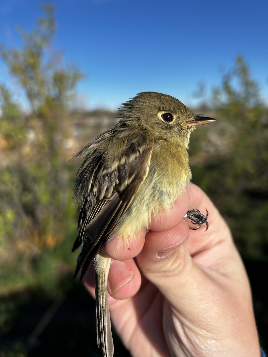 Western Flycatcher - ML619401063