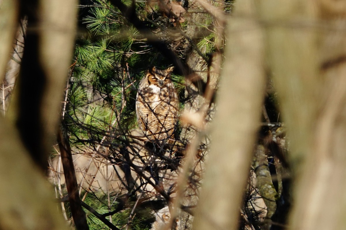 Great Horned Owl - ML619401071