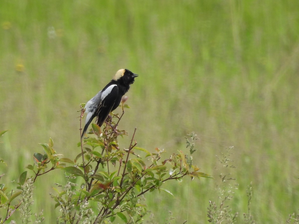 Bobolink - Debbie Wright