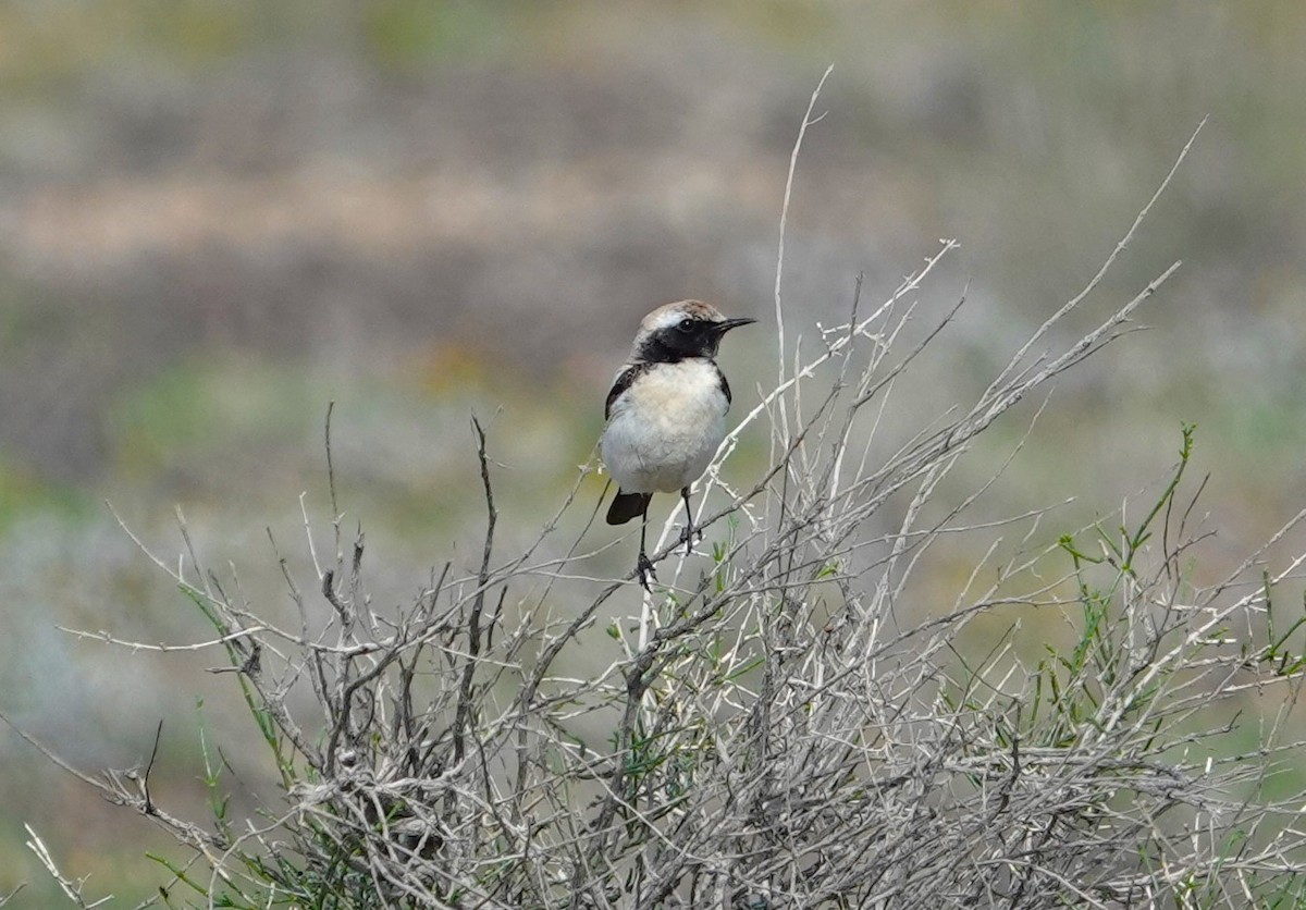 Desert Wheatear - Edurne Ugarte