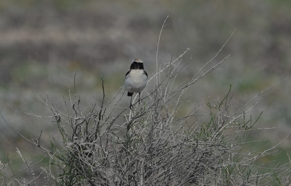 Desert Wheatear - Edurne Ugarte