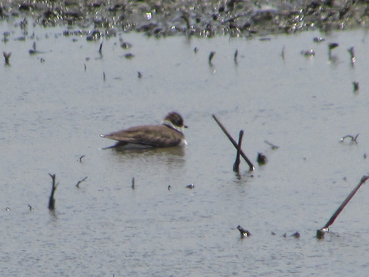 Semipalmated Plover - ML619401094