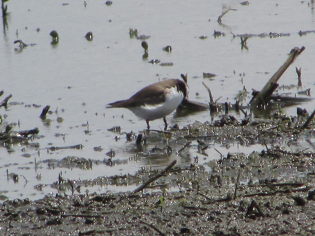 Semipalmated Plover - Mark Rhodes