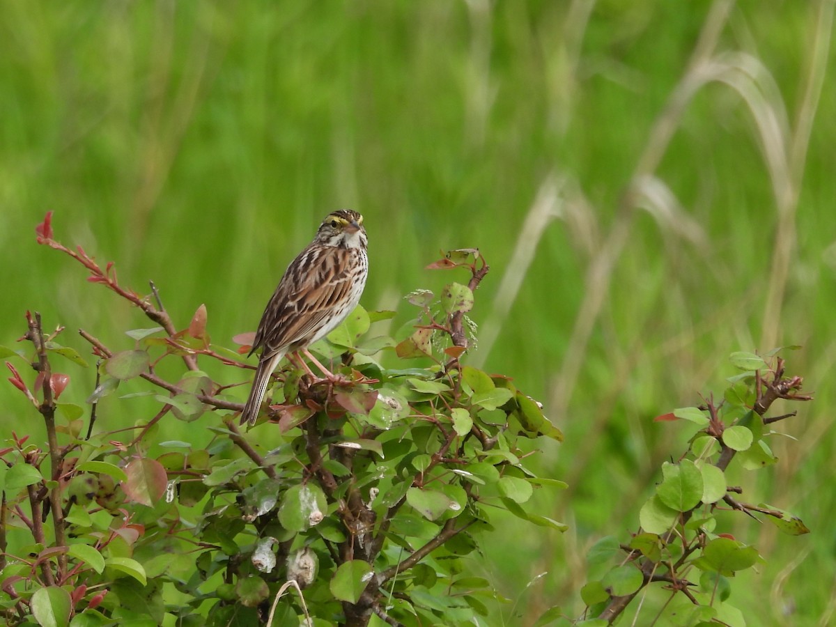 Savannah Sparrow - ML619401108