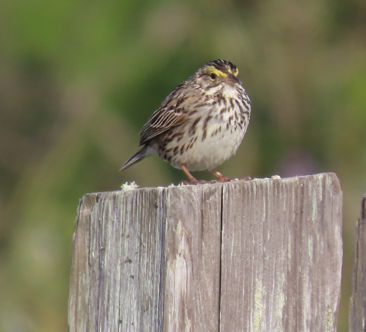 Savannah Sparrow - Heidi George