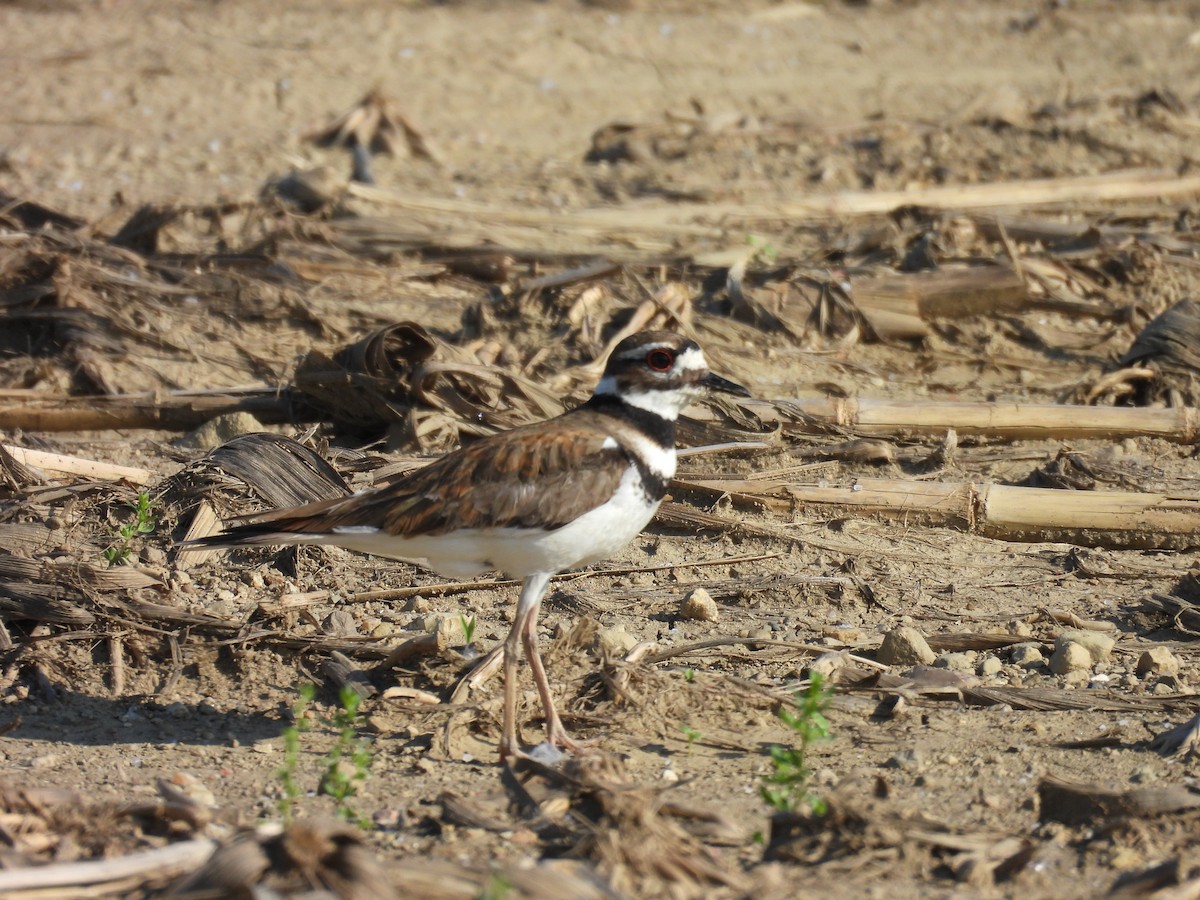 Killdeer - ML619401117