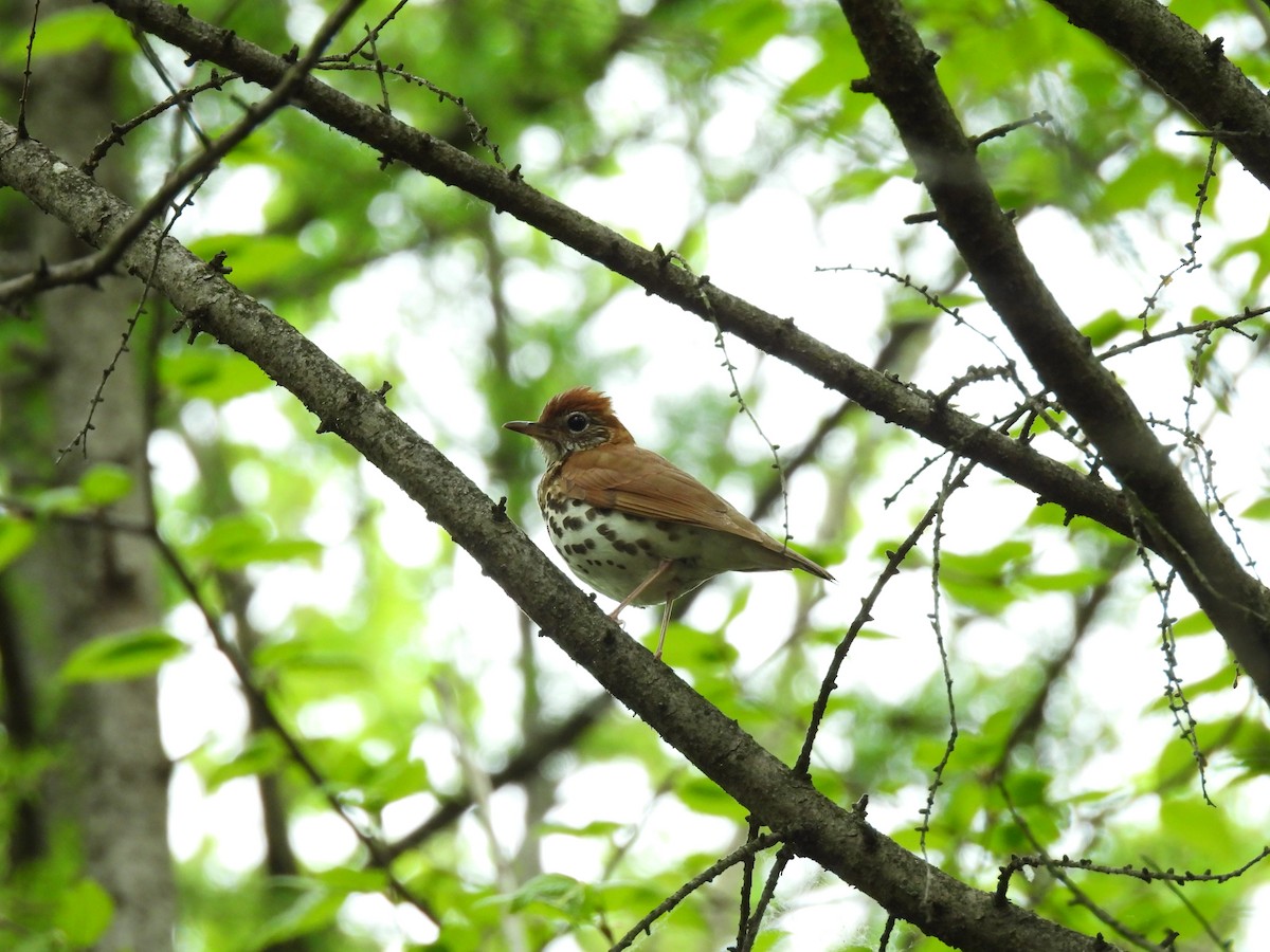 Wood Thrush - Denise Moreault