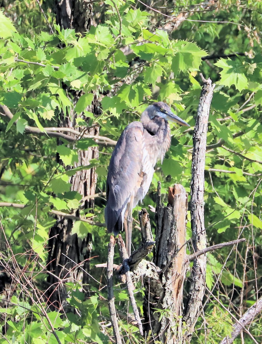 Great Blue Heron - ML619401121