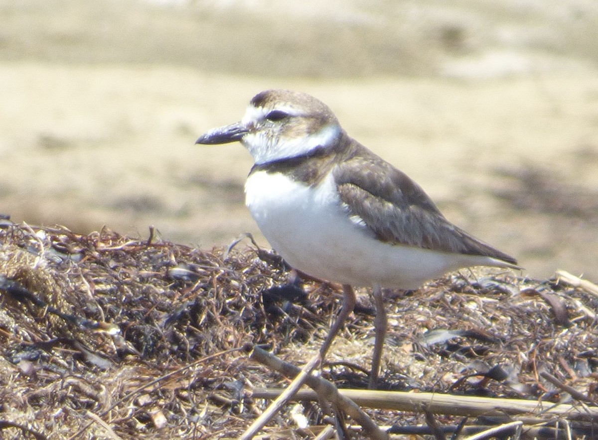 Wilson's Plover - Jim Mott