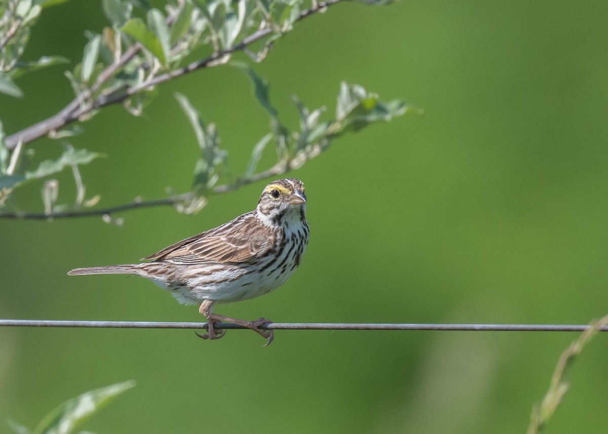 Savannah Sparrow - ML619401132