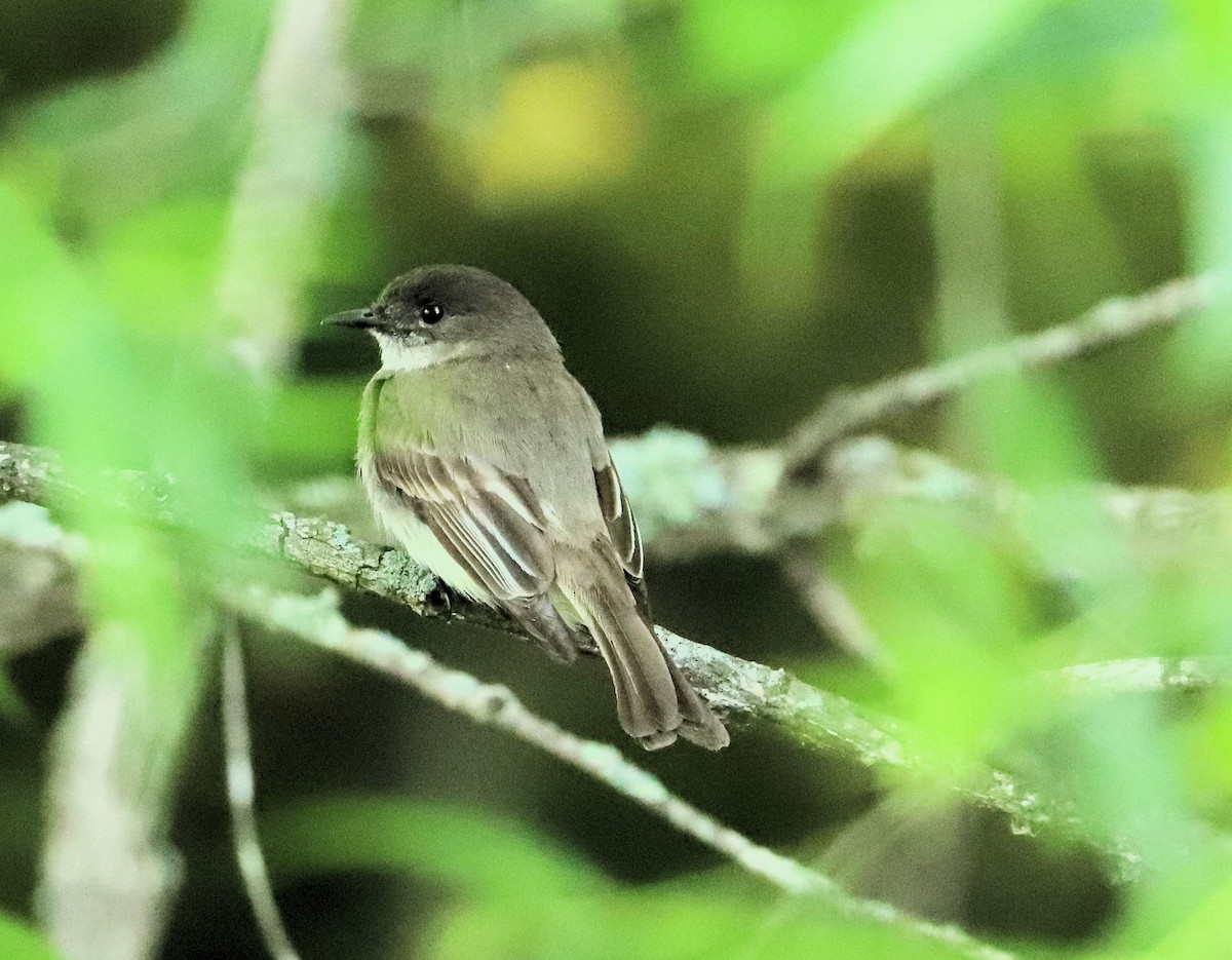 Eastern Phoebe - DICK GRUBB