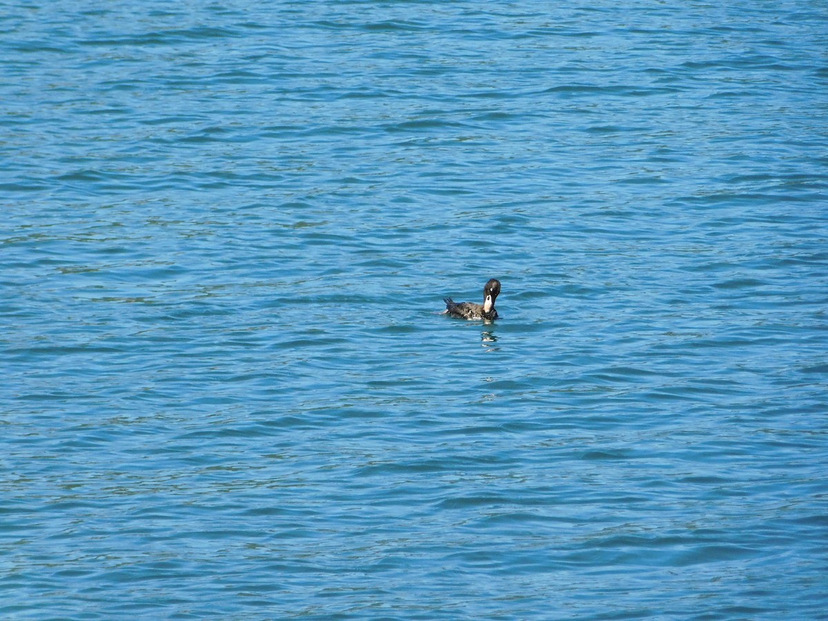 Surf Scoter - ML619401138