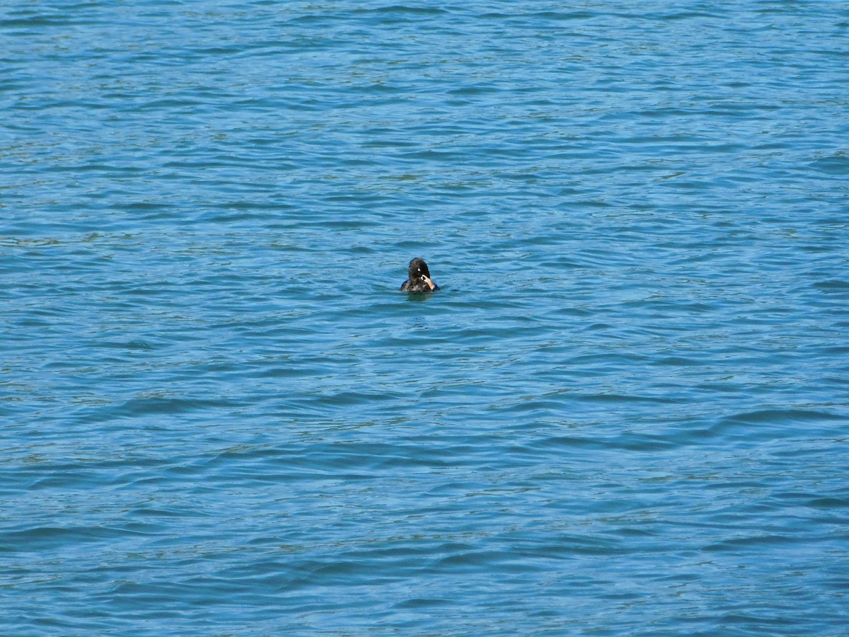 Surf Scoter - ML619401140