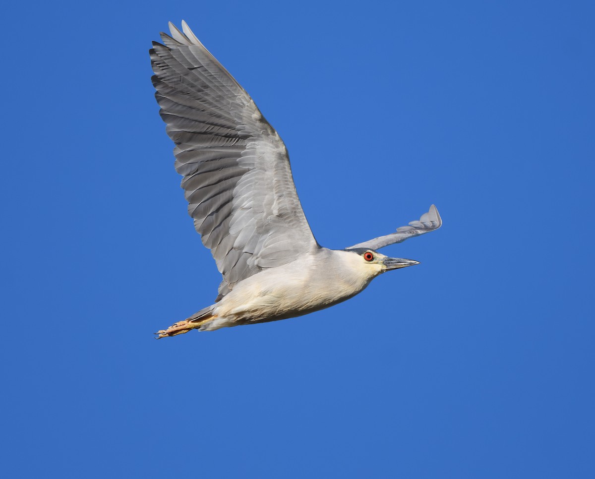 Black-crowned Night Heron - Joshua Greenfield