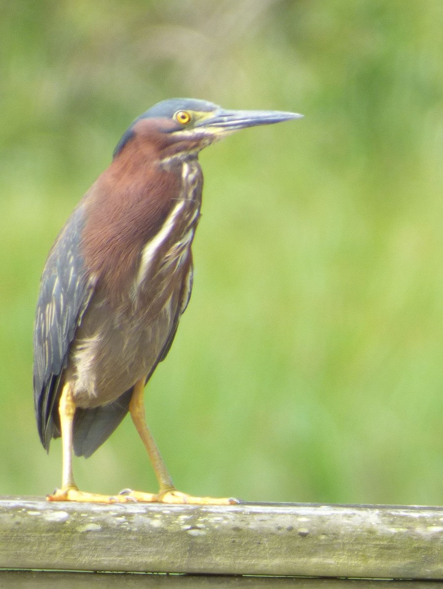 Green Heron - Jim Mott