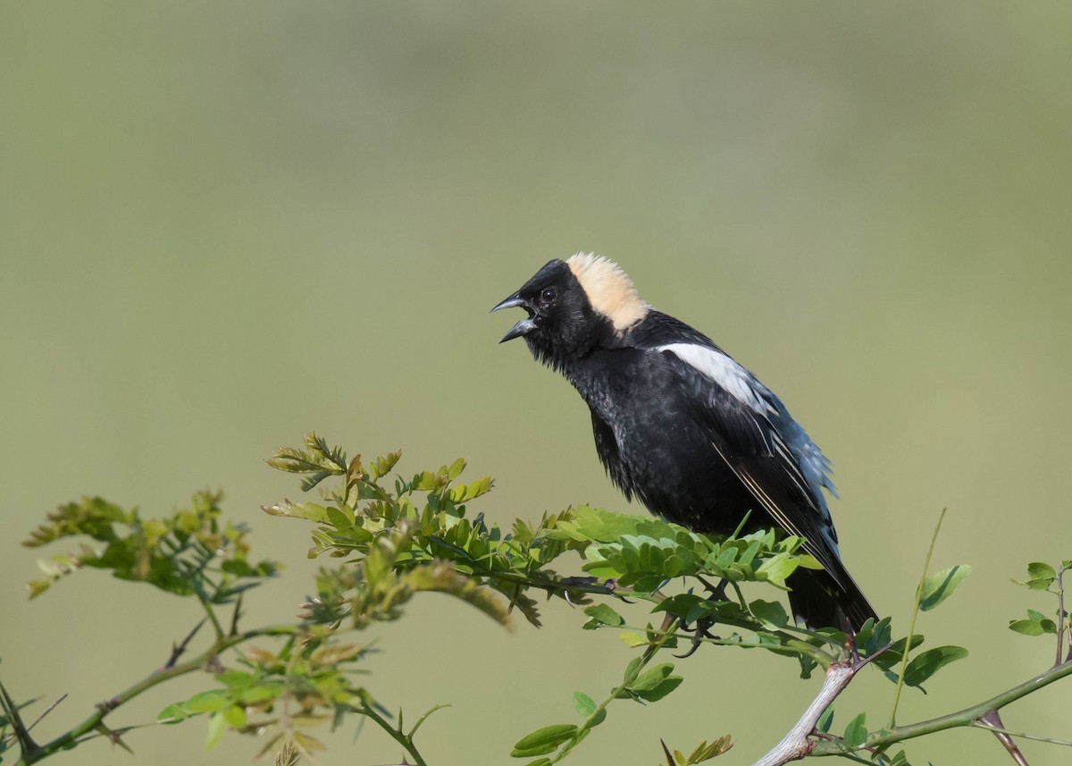 Bobolink - ML619401164