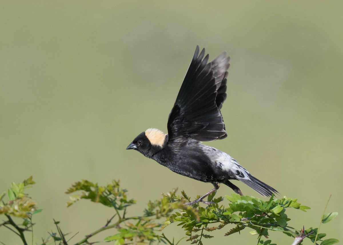 bobolink americký - ML619401168