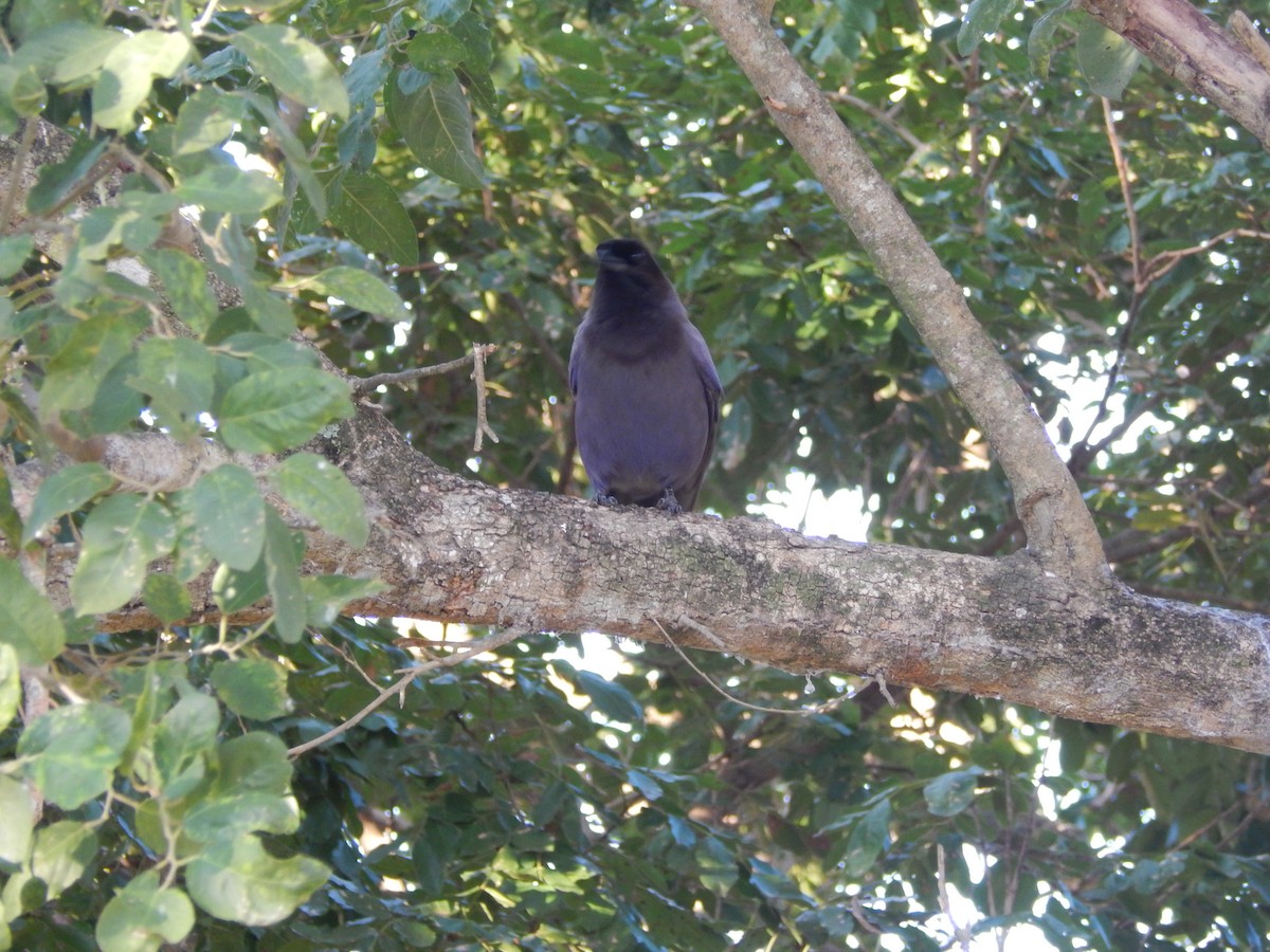 Purplish Jay - Fabiana Santos de Oliveira