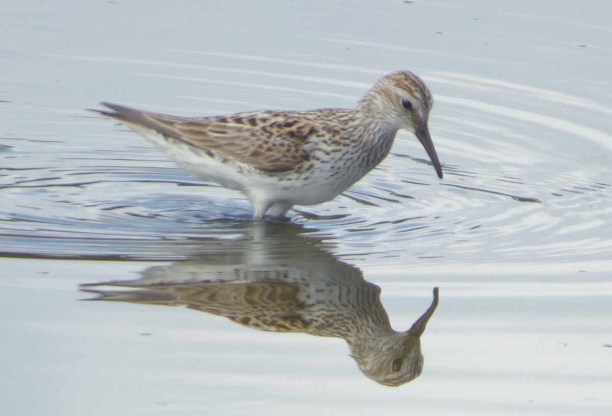 White-rumped Sandpiper - Jim Mott