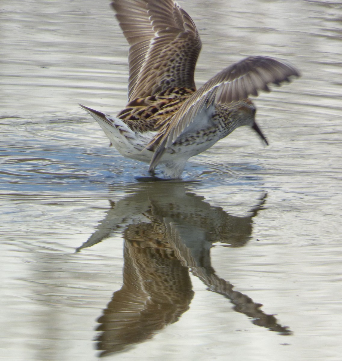 White-rumped Sandpiper - Jim Mott