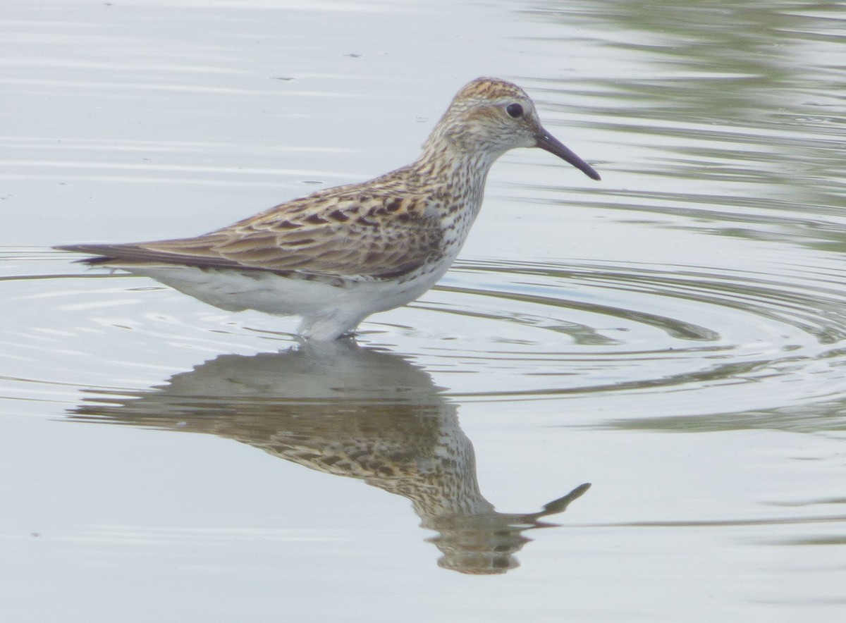 White-rumped Sandpiper - ML619401176