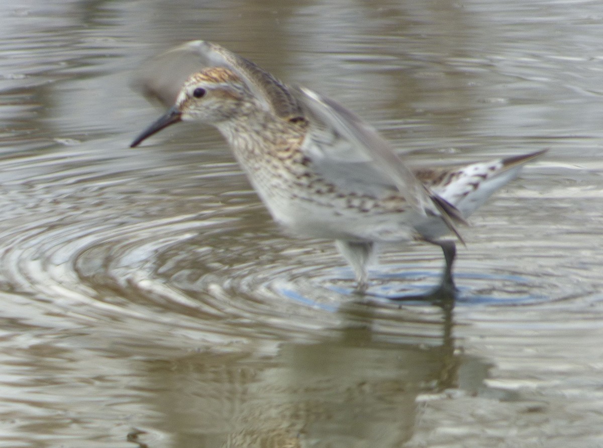 White-rumped Sandpiper - Jim Mott