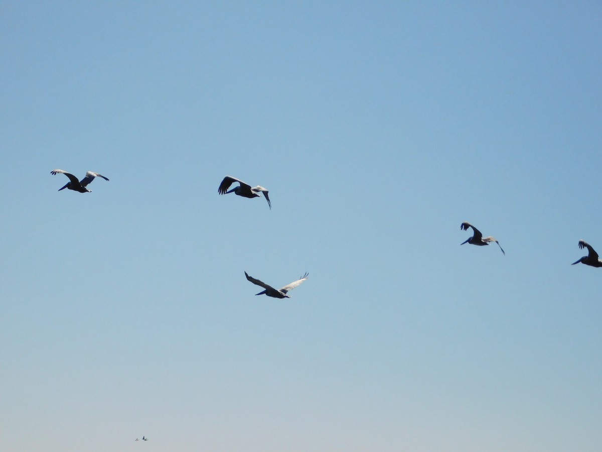 Brown Pelican - ML619401178