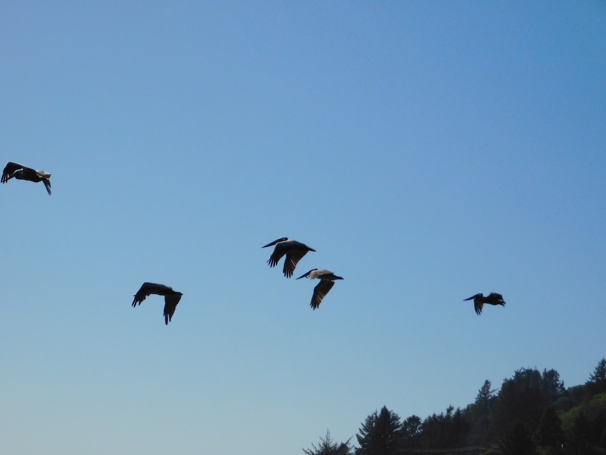 Brown Pelican - ML619401180