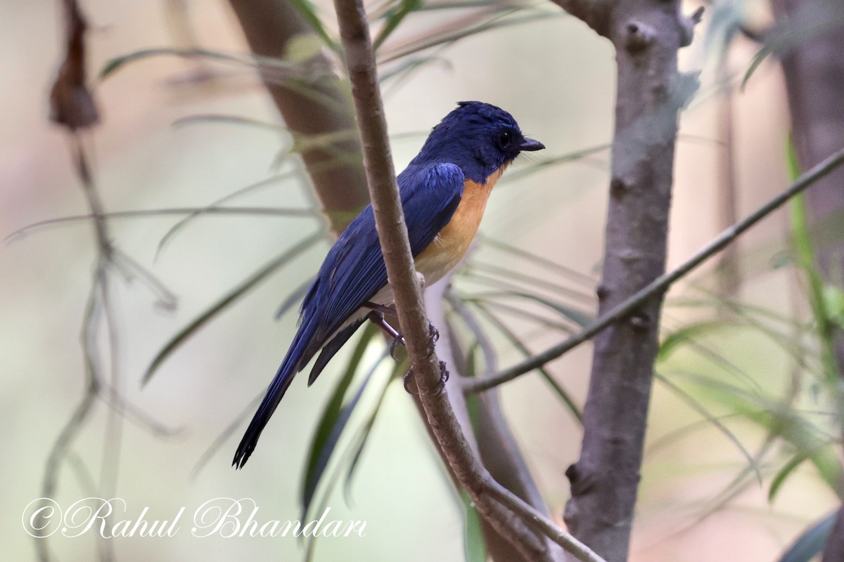 Tickell's Blue Flycatcher - Rahul Bhandari