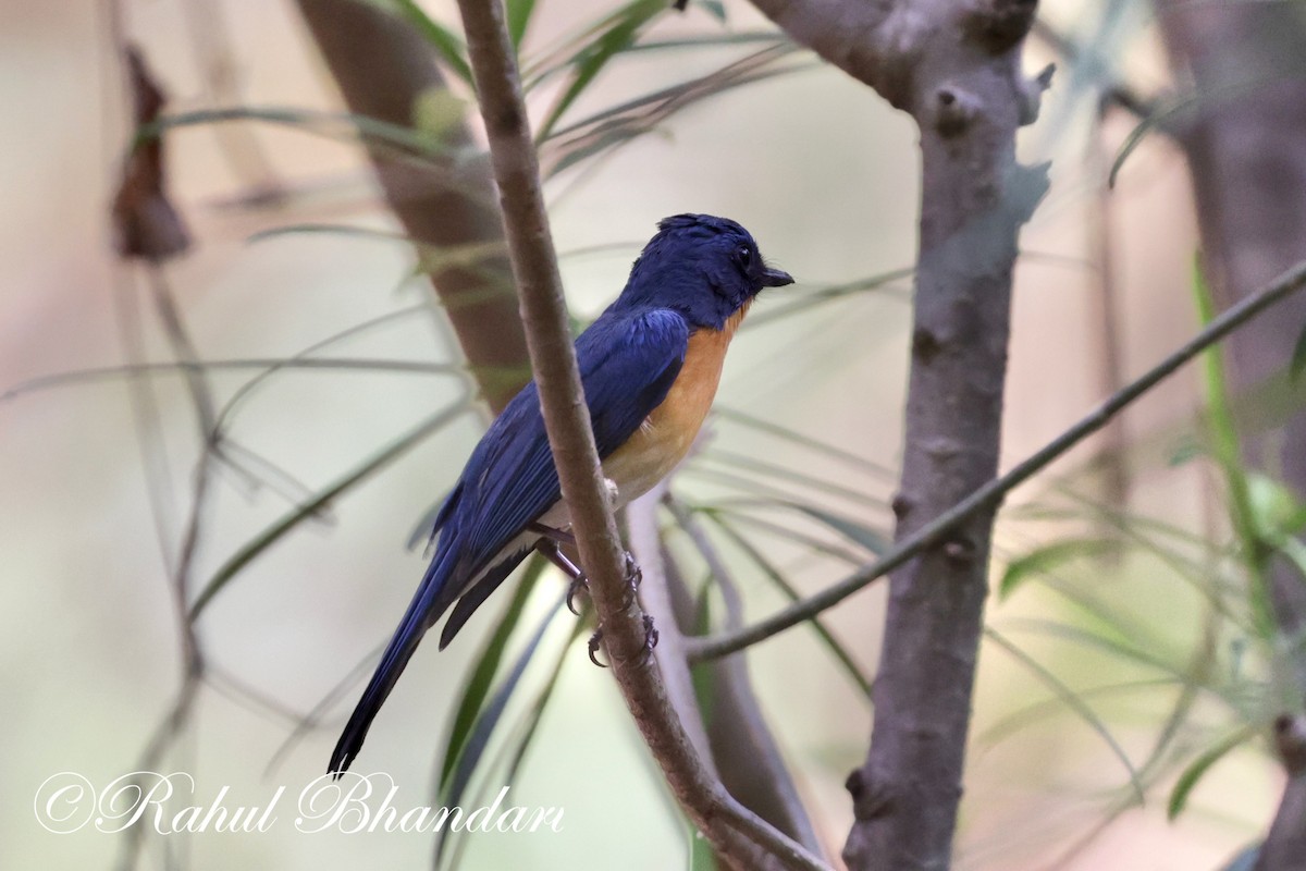 Tickell's Blue Flycatcher - Rahul Bhandari