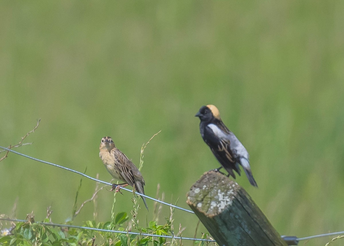 bobolink americký - ML619401196