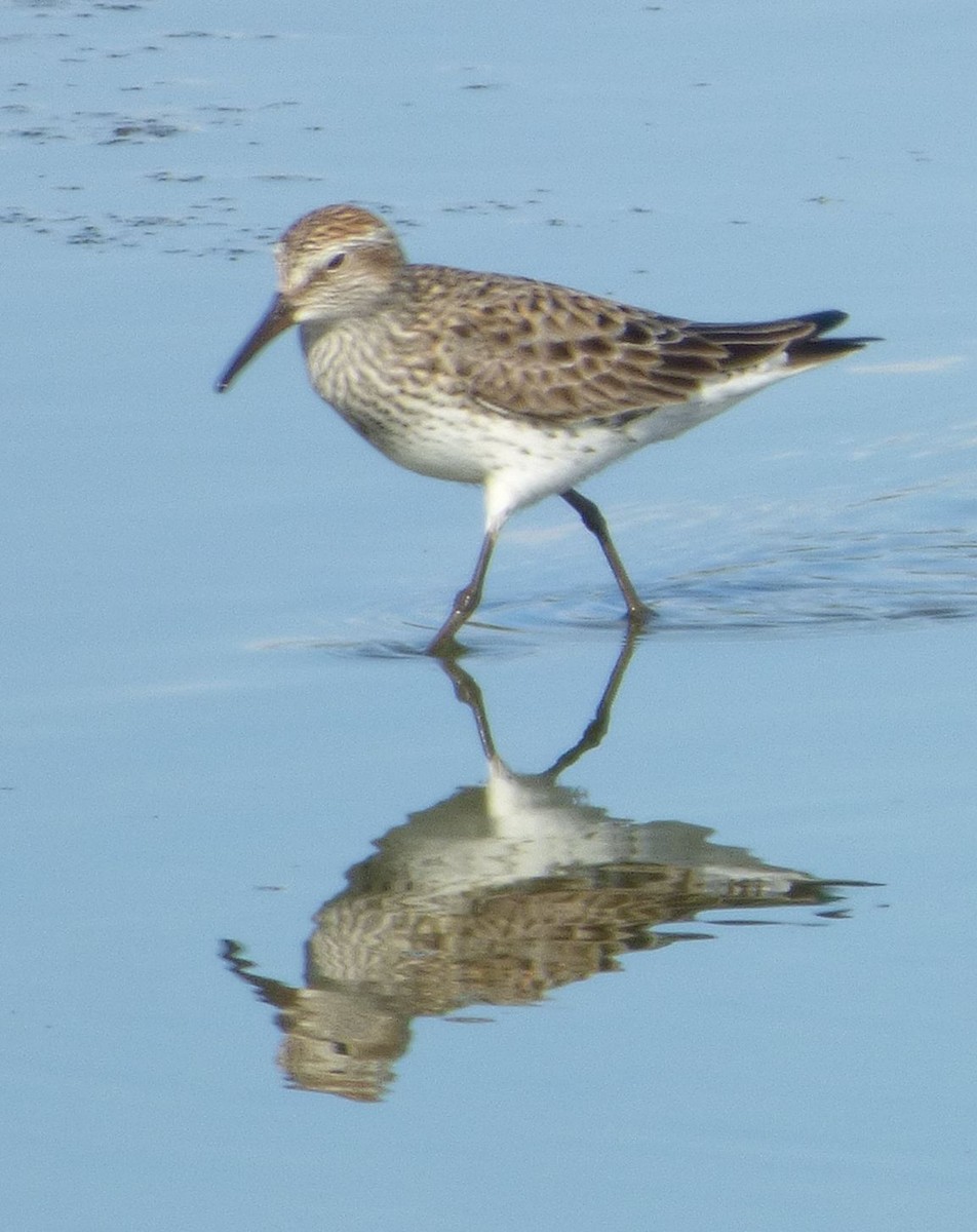 White-rumped Sandpiper - Jim Mott