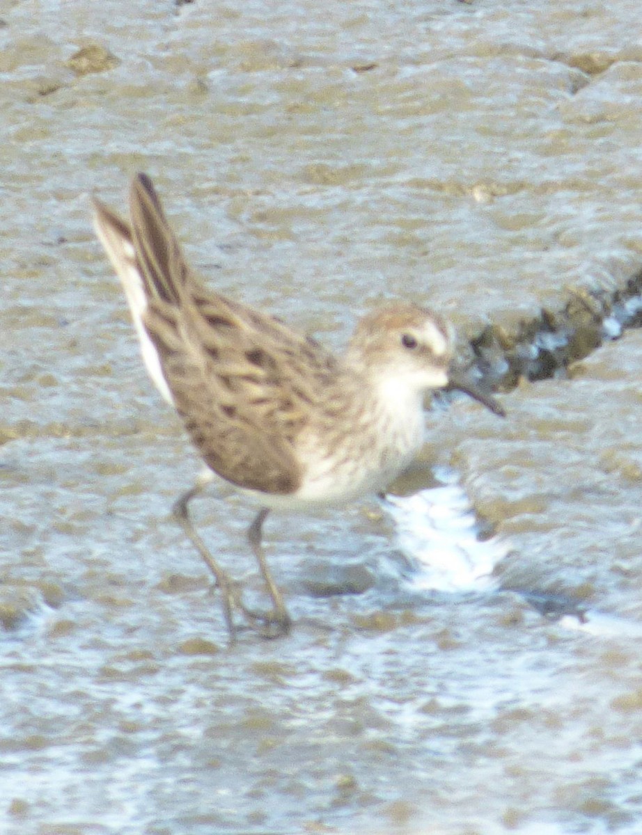 Semipalmated Sandpiper - Jim Mott