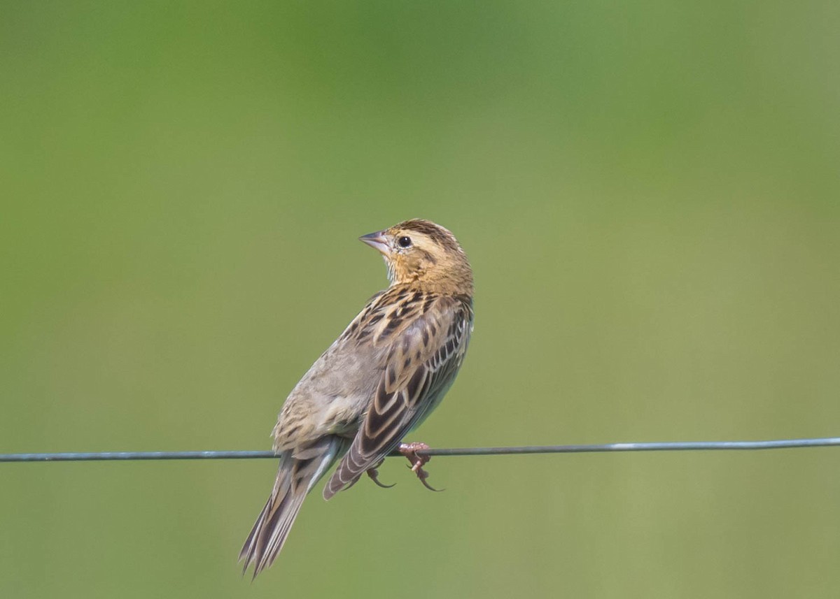 bobolink americký - ML619401202