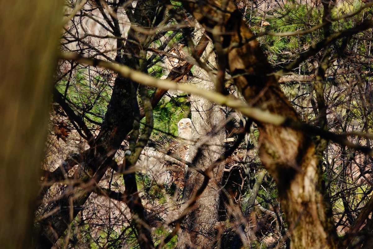 Great Horned Owl - ML619401206