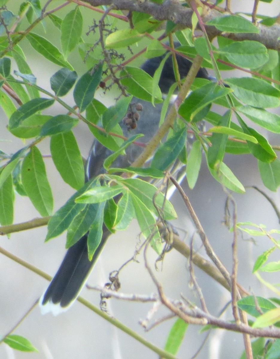 Eastern Kingbird - Jim Mott