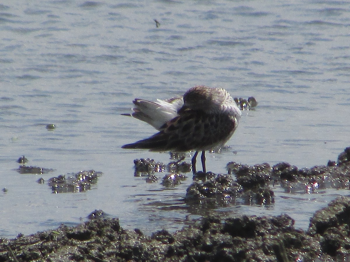 White-rumped Sandpiper - Mark Rhodes