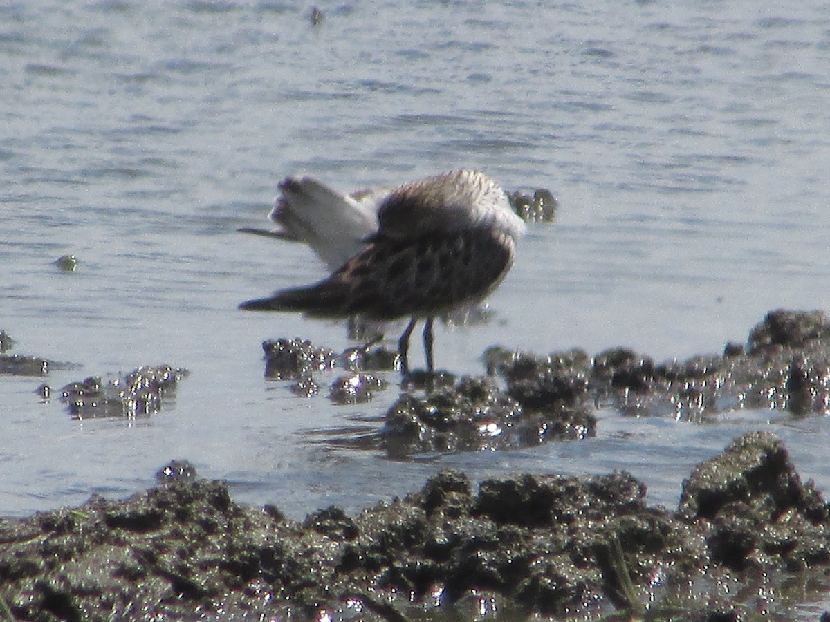 White-rumped Sandpiper - Mark Rhodes