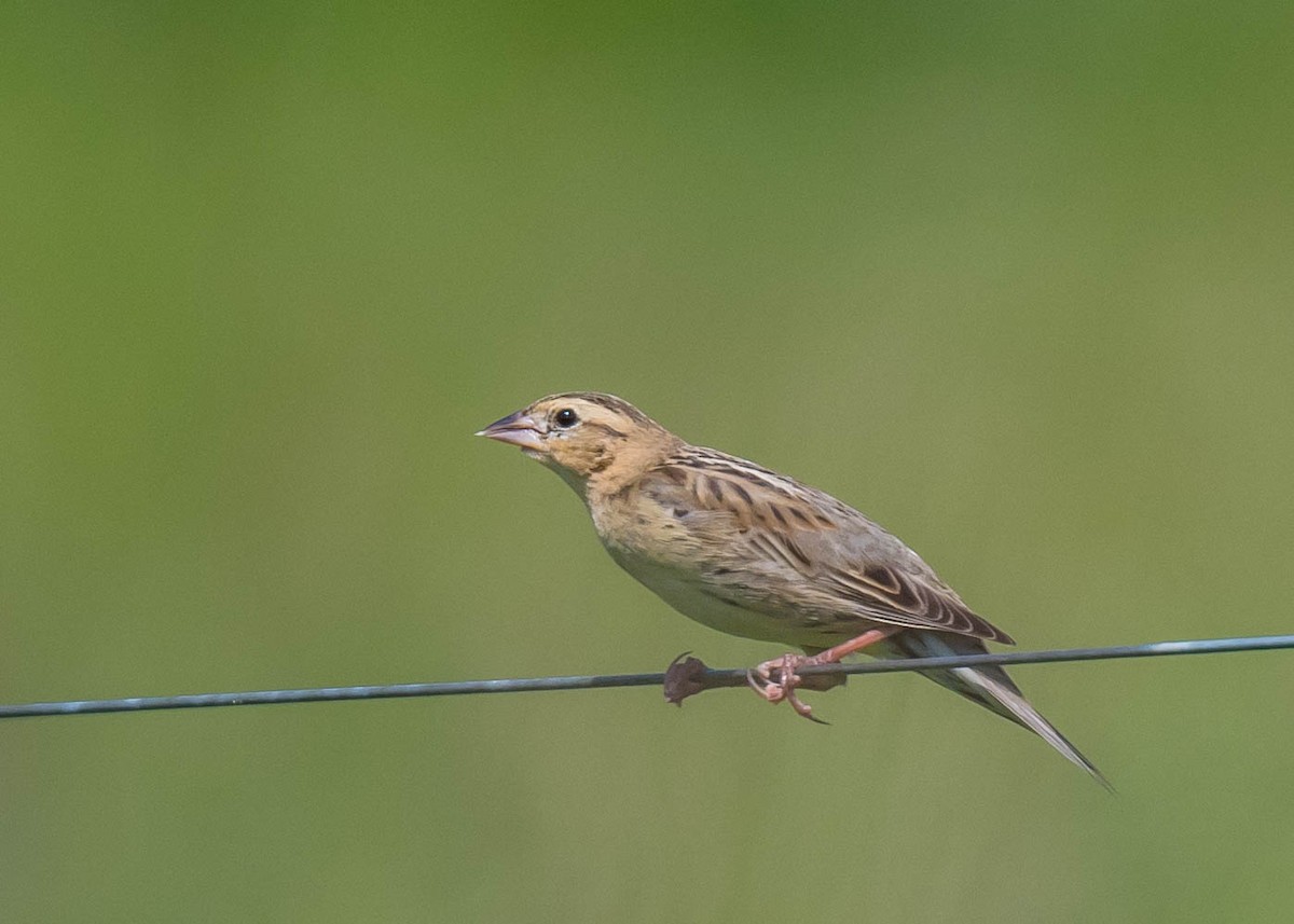 Bobolink - Harrison Ponn