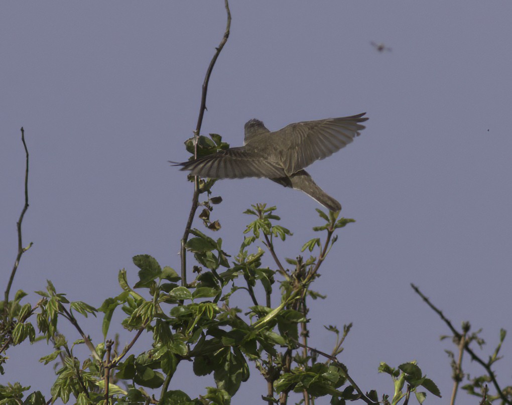 Lesser Whitethroat (curruca/blythi) - Andy Benson