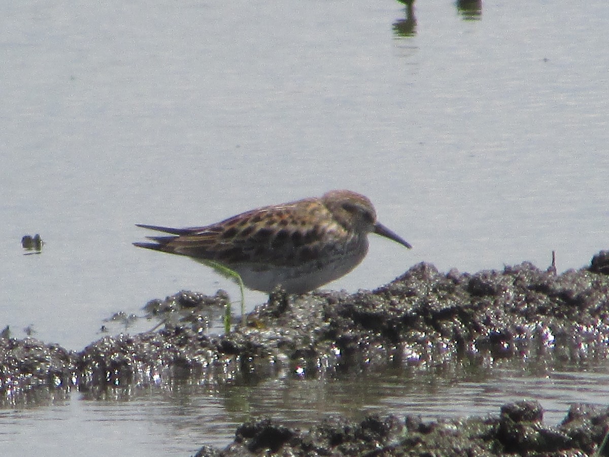 White-rumped Sandpiper - Mark Rhodes