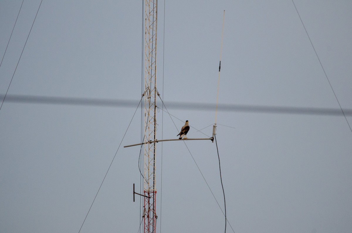 Crested Caracara - ML619401238